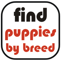 great dane mastiff puppies find by breed